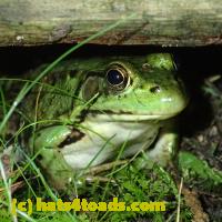 /home//u458753944/public_html/sourcegallery//Frogs/More bullfrogs/P8150202.JPG